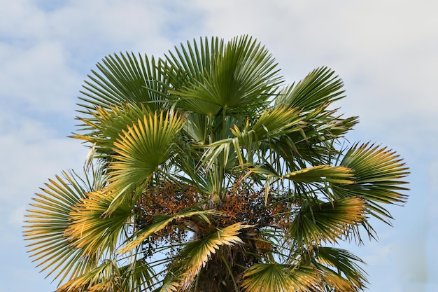 Palmera contra el cielo Verano y playa