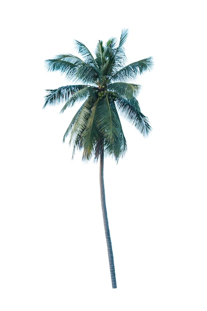Palmera contra un fondo blanco