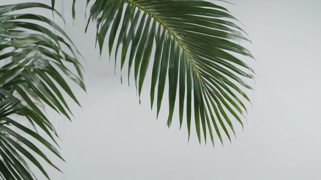 La palmera contra la pared blanca