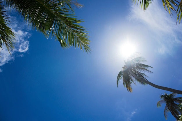 palmera contra el sol