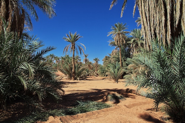 La palmera datilera en la ciudad abandonada de Timimun en el desierto del Sahara, Argelia