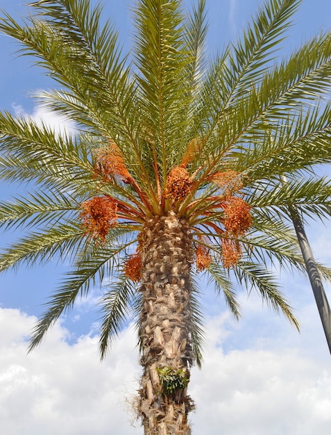 Palmera datilera contra el cielo que crece con el tronco dañado.