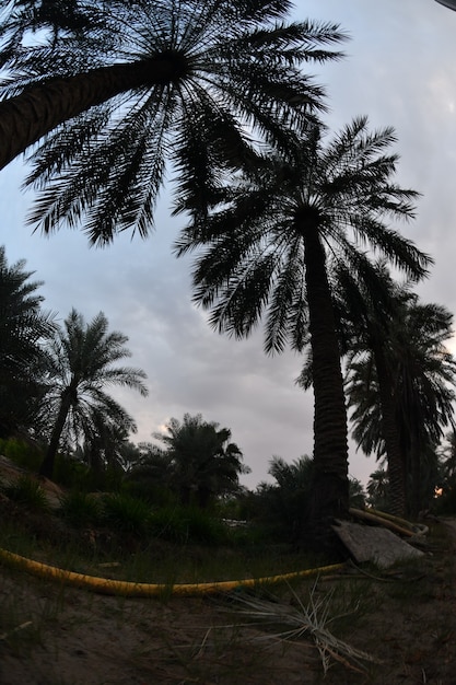 palmera datilera de la familia de las palmeras cultivada por sus dulces frutos comestibles