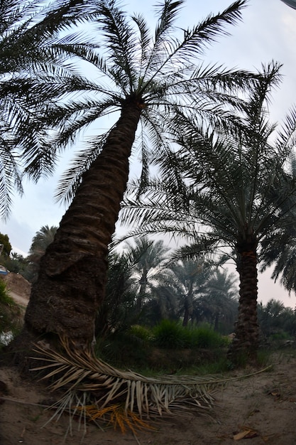 palmera datilera de la familia de las palmeras cultivada por sus dulces frutos comestibles