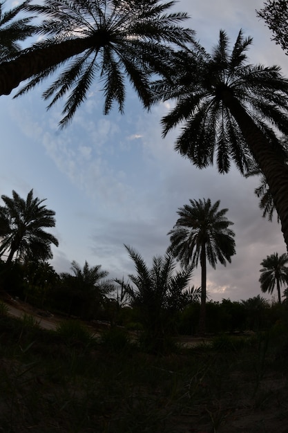 palmera datilera de la familia de las palmeras cultivada por sus dulces frutos comestibles