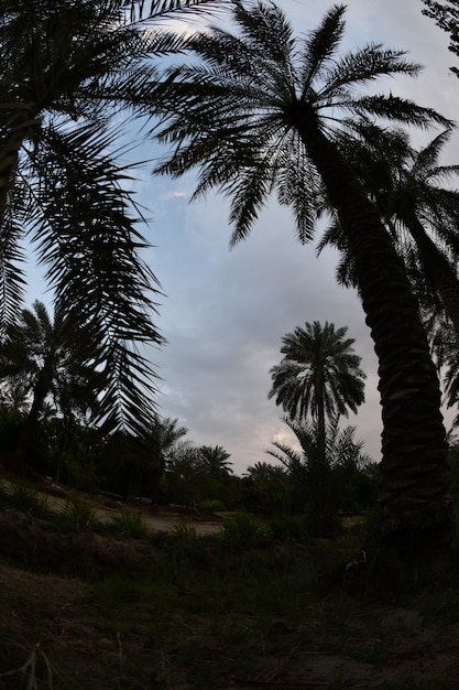 palmera datilera de la familia de las palmeras cultivada por sus dulces frutos comestibles