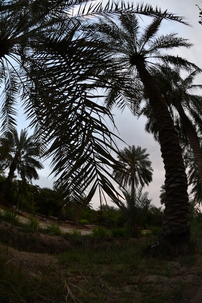 palmera datilera de la familia de las palmeras cultivada por sus dulces frutos comestibles