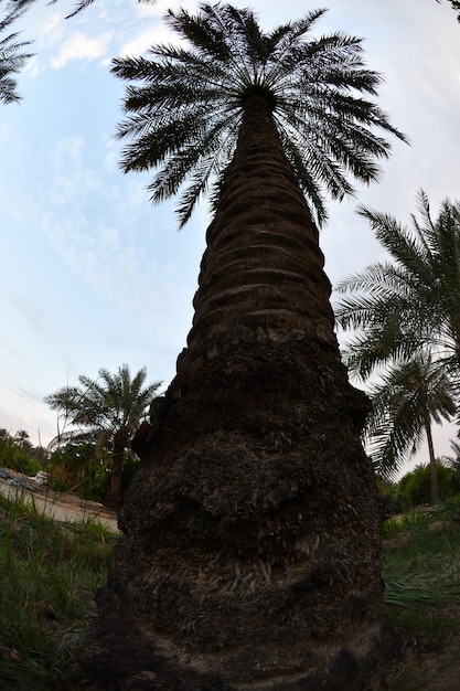 palmera datilera de la familia de las palmeras cultivada por sus dulces frutos comestibles