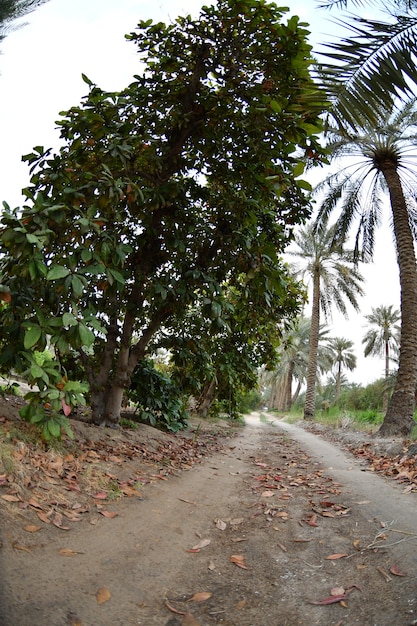 palmera datilera de la familia de las palmeras cultivada por sus dulces frutos comestibles