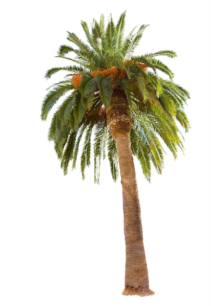 Palmera datilera con hojas verdes aisladas sobre fondo blanco.