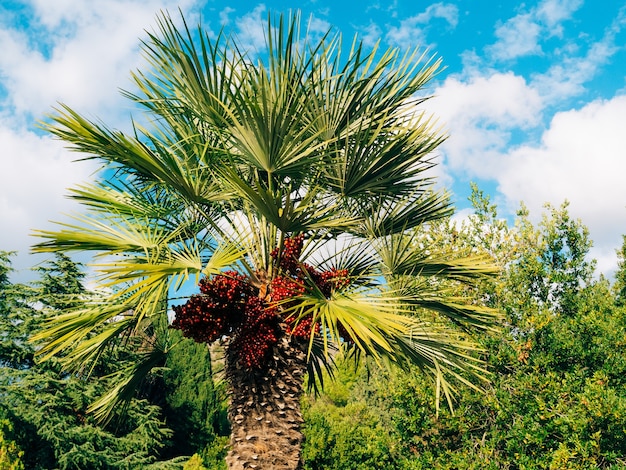 Palmera datilera en montenegro