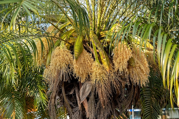 Palmera datilera pigmea