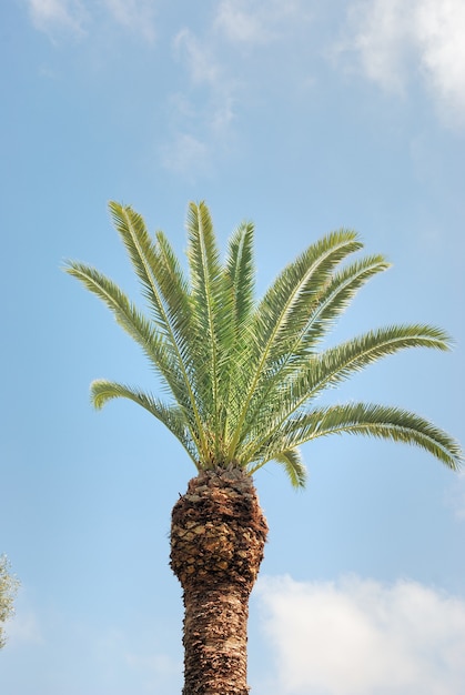 Palmera datilera