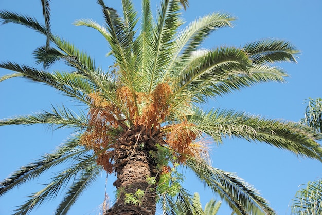 Palmera datilera