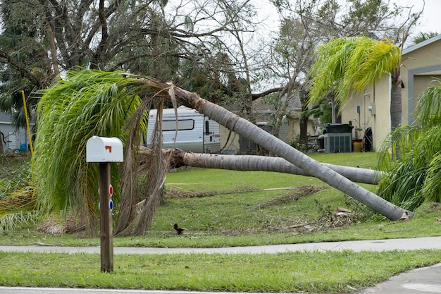 Palmera desarraigada después de un huracán en el patio delantero de una casa en Florida Después del concepto de desastre natural