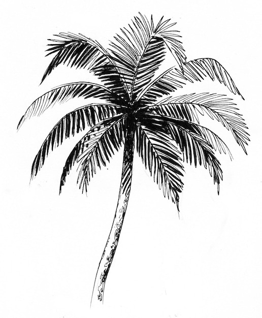 Foto palmera. dibujo a tinta en blanco y negro