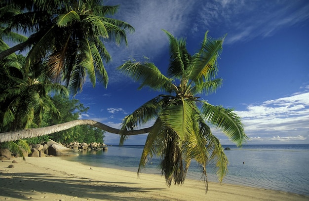 La palmera se dobla en la playa