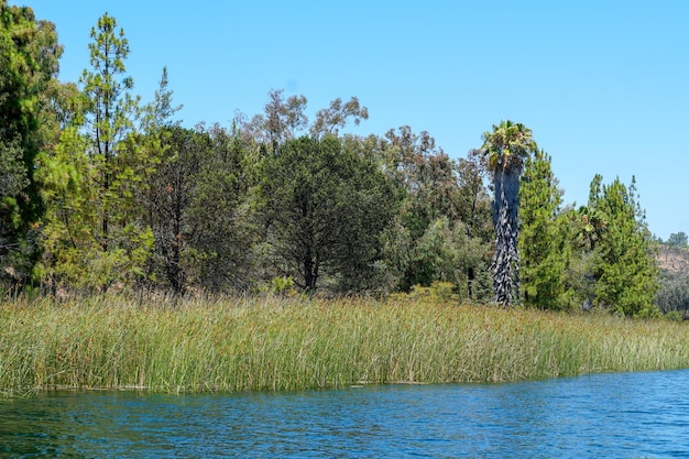 Una palmera se encuentra en el agua en primer plano.