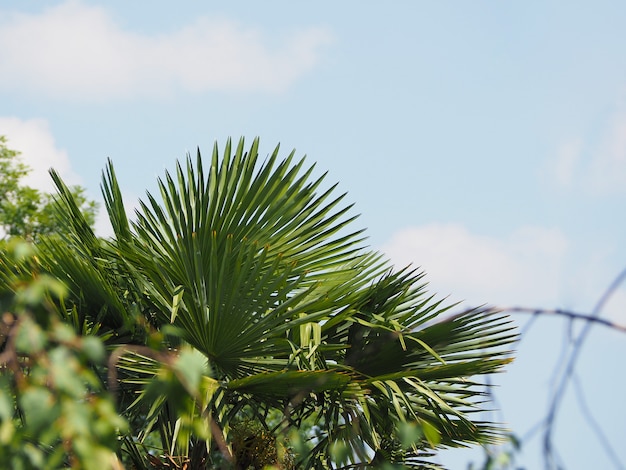 Palmera con espacio de copia