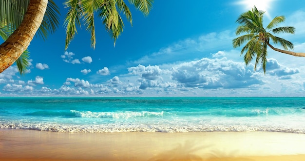 una palmera está en la playa frente a una palmera