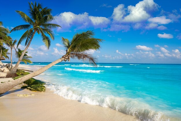 una palmera está en la playa y el océano es azul
