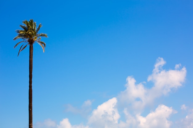 Palmera estilo Washingtonia California en el cielo azul