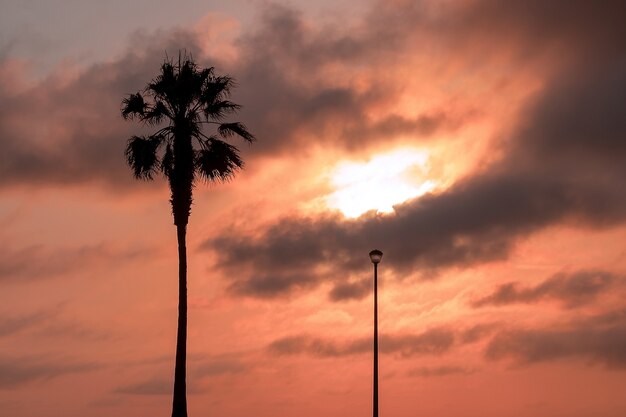 Palmera y farola, nubes dramáticas pesadas y cielo brillante. Hermoso atardecer africano sobre la laguna.