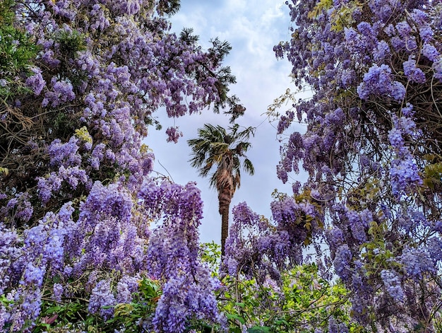 Una palmera con flores moradas en primer plano