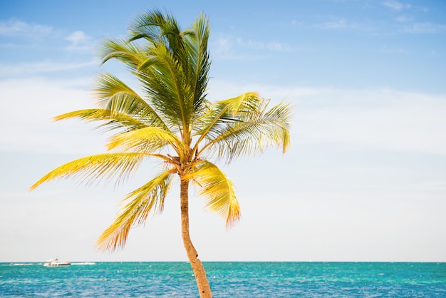 Foto palmera en el fondo del mar y el cielo