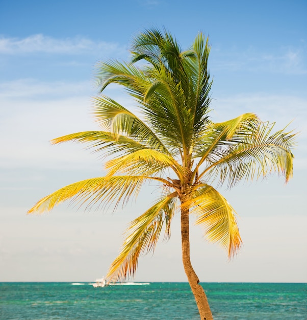 Palmera en el fondo del mar y el cielo.