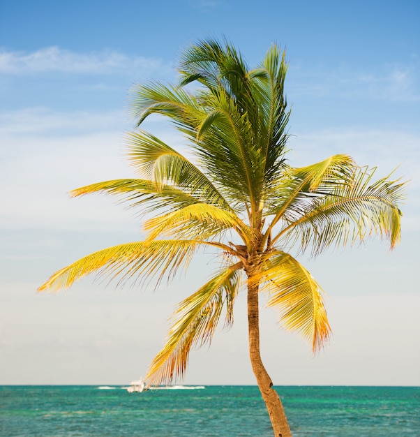 Foto palmera en el fondo del mar y el cielo.