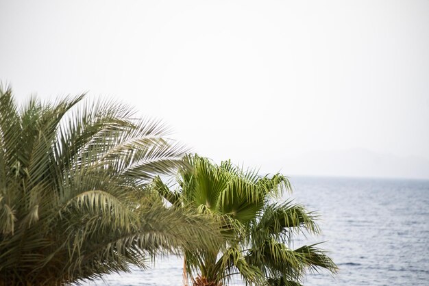 Palmera en el fondo del mar