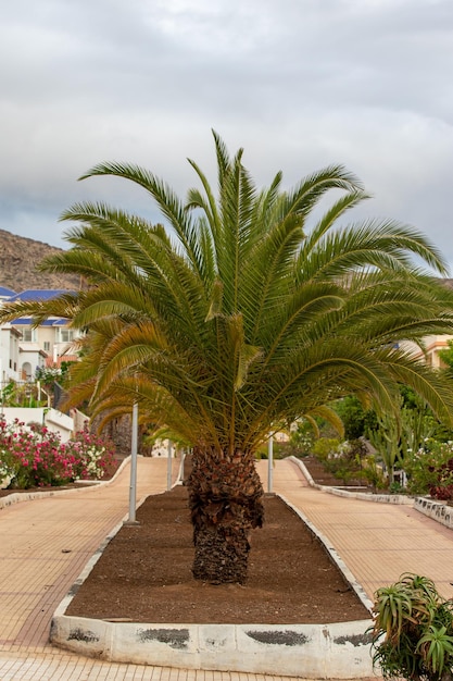 Palmera frente a una casa con una montaña al fondo.