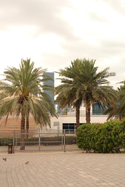 Foto una palmera está en frente de un edificio con un balcón en el fondo