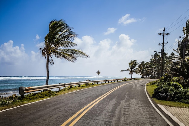 Palmera grande al lado de la carretera