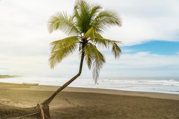 Palmera grande en una playa de pescadores