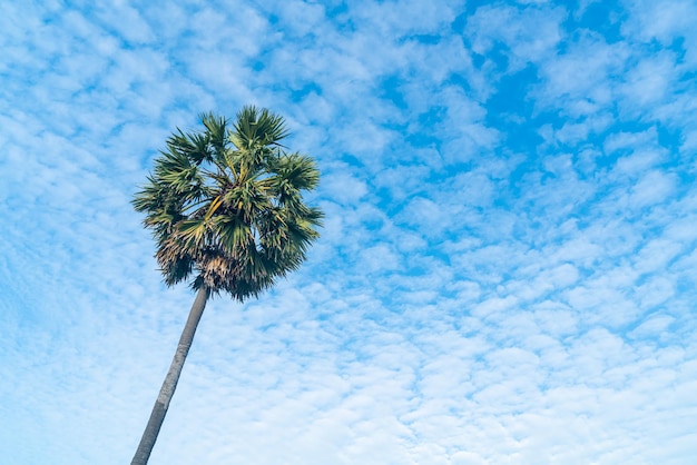 palmera con hermoso cielo azul y nubes