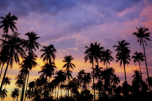 Palmera en el hermoso cielo.