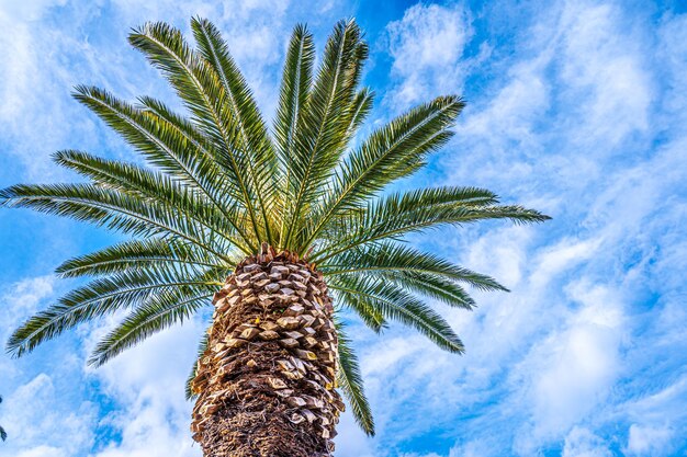 Palmera y hermoso cielo