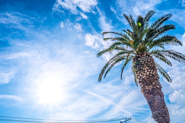 Palmera y hermoso cielo