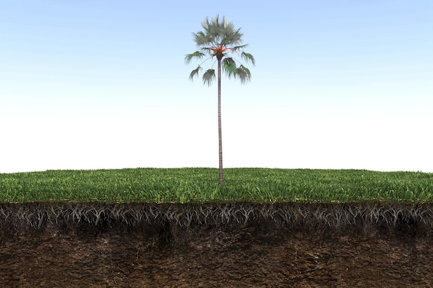 palmera en la hierba y un trozo de tierra debajo de ella, render 3d