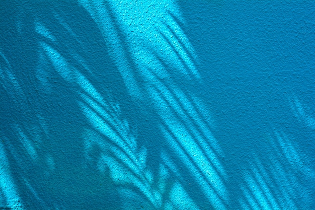 Palmera hoja de coco sombra en pared de cemento azul