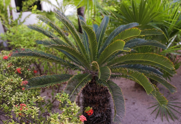 Una palmera con una hoja verde y una flor roja al fondo.