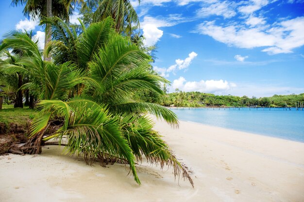 Palmera y hojas en la playa.