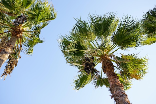 Palmera con hojas verdes y dátiles en crecimiento Hermosas palmeras con dátiles