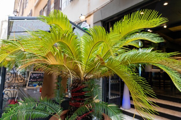 Foto una palmera con hojas verdes está frente a un edificio