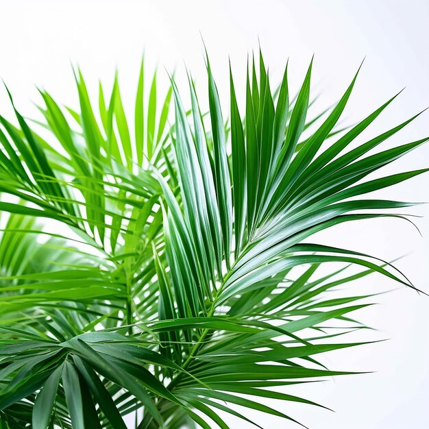Foto una palmera con hojas verdes y la palabra palm.