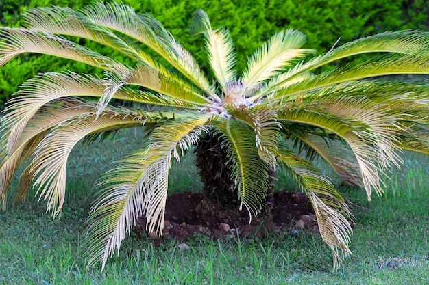 Una palmera con hojas verdes y una planta verde en el medio.