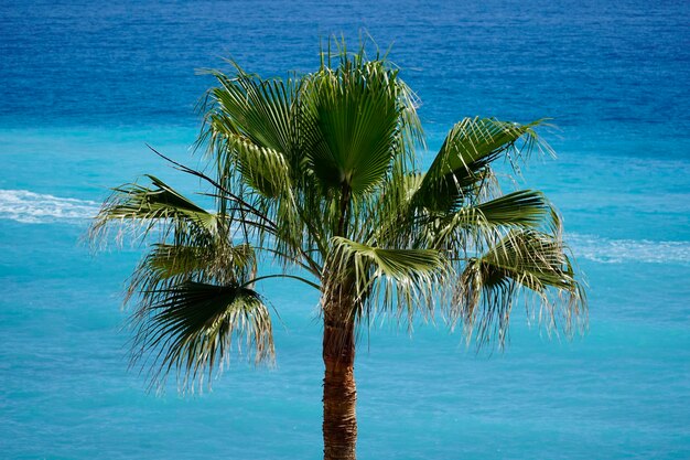 Palmera individual y agua en segundo plano