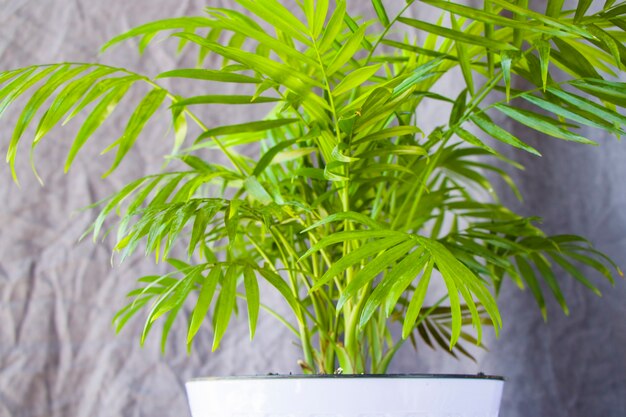 Palmera de interior, Chrysalidocarpus Lutescens Areca plantas, plantas de aire en casa sobre el fondo gris